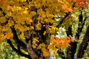 Painterly Prints: USA, Oregon, Scottsburg. Abstract of maple tree in Scottsburg County Park. Credit as