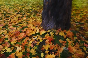 Ground Prints: USA, Oregon, Scottsburg Park. Abstract of maple leaves and trunk