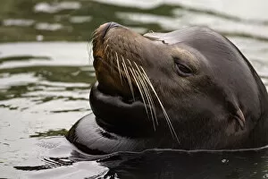USA, Oregon, Seal