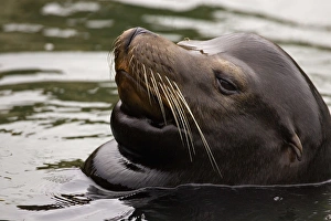 Images Dated 27th May 2005: USA, Oregon, Seal