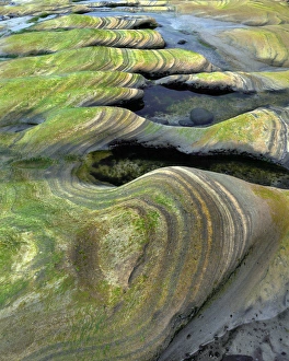 Tide Pool Prints: USA, Oregon, Seal Rock Beach Wayside. Algae-tinted sandstone formations. Credit as