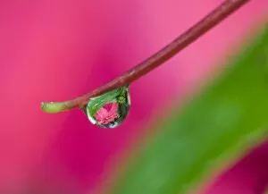 Images Dated 17th August 2005: USA, Oregon, Shore Acres Gardens, Water droplet on New Guinea impatiens, reflecting flower in drop