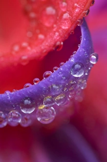 Images Dated 17th August 2005: USA, Oregon, Shore Acres Gardens, pink and purple fuchsia close-up with rain drops