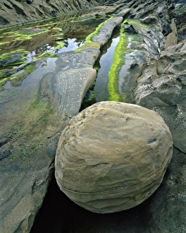 Images Dated 26th December 2012: USA, Oregon, Shore Acres State Park. Close-up of smooth sandstone boulder. Credit as