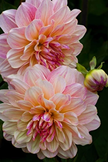 USA, Oregon, Shore Acres State Park. Close-up of dahlia flowers