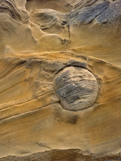 Images Dated 26th December 2012: USA, Oregon, Shore Acres State Park. Round rock embedded in sandstone. Credit as