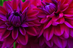 USA, Oregon, Shore Acres State Park. Abstract of dahlias