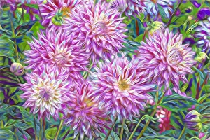USA, Oregon, Shore Acres State Park. Abstract of dahlia garden