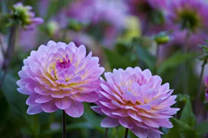 USA, Oregon, Shore Acres State Park. Dahlias in garden