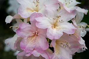 Images Dated 4th May 2019: USA, Oregon, Shore Acres State Park. Rhododendron flowers close-up