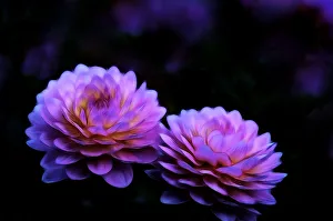 USA, Oregon, Shore Acres State Park. Abstract of dahlias in garden