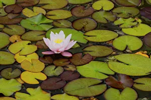 USA, Oregon, Shore Acres State Park and lily pads and water lily blooming in their Japanese Garden