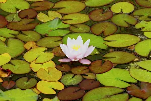 Lily Pad Prints: USA, Oregon, Shore Acres State Park and lily pads and water lily blooming in their Japanese Garden
