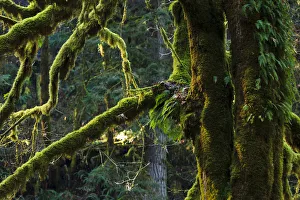 Images Dated 1st February 2011: USA, Oregon, Silver Falls State Park, moss on Big Leaf Maple (Acer macrophyllum)
