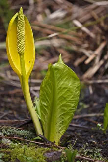 Images Dated 5th April 2011: USA, Oregon, Silver Falls State Park, Skunk Cabbage (Lysichiton americanus)