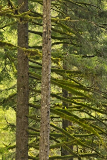Images Dated 30th April 2011: USA, Oregon, Silver Falls State Park. Douglas fir trees covered with moss. Credit as
