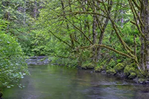 USA, Oregon. Silver Falls State Park, spring flora, primarily maple and red alder