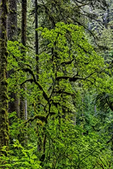 Images Dated 10th May 2021: USA, Oregon, Silver Falls State Park