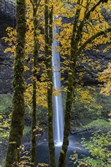 Images Dated 18th November 2021: USA, Oregon, Silver Falls State Park. Tall waterfall and forest in autumn