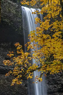 Images Dated 18th November 2021: USA, Oregon, Silver Falls State Park. Tall waterfall and forest in autumn
