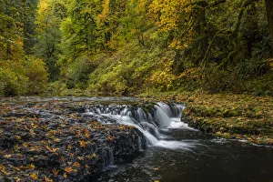 Images Dated 18th November 2021: USA, Oregon, Silver Falls State Park. Waterfalls and forest in autumn