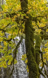 Images Dated 18th November 2021: USA, Oregon, Silver Falls State Park. Mossy tree and Lower South Falls waterfall