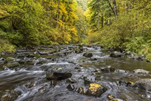 Images Dated 18th November 2021: USA, Oregon, Silver Falls State Park. River rapids and forest in autumn