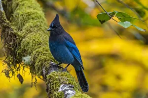 USA, Oregon, Silver Falls State Park. Stellers jay on branch