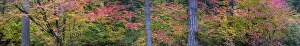 Images Dated 18th November 2021: USA, Oregon, Silver Falls State Park. Autumn forest panoramic