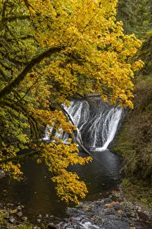 Images Dated 18th November 2021: USA, Oregon, Silver Falls State Park. Lower South Falls waterfall landscape