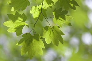Silverton Prints: USA, Oregon, Silverton. Close-up of vine maple leaves in Silver Falls State Park