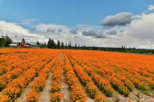 Growing Prints: USA, Oregon, Silverton. Field of orange Wallflowers grown in rows for seed