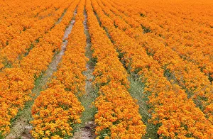 Growing Prints: USA, Oregon, Silverton. Field of orange Wallflowers grown in rows for seed