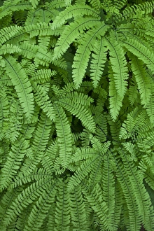 Silverton Prints: USA, Oregon, Silverton. Maidenhair ferns in Silver Falls State Park