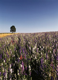 Willamette Valley Prints: USA, Oregon, Single tree in Delphiniums field