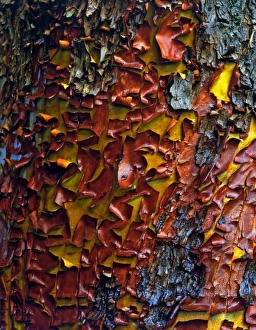 Ericaceae Prints: USA, Oregon, Siskiyou National Forest. Peeling bark of a Pacific madrone tree