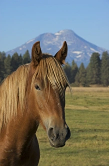 Three Sisters Prints: USA, Oregon, Sisters, view of Three Sisters, Cascade Range, horse
