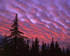 Alto Cumulus Prints: USA, Oregon, Three Sisters Wilderness, Vivid colors of sunset painting clouds over forest
