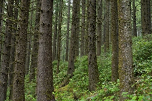 Spruce Prints: USA, Oregon, Siuslaw National Forest. Cape Perpetua Scenic Area, Coastal rainforest