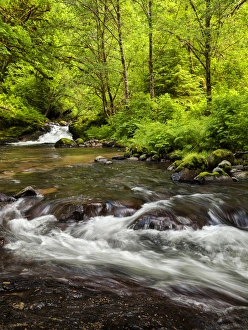 Inspirational Prints: USA, Oregon, Siuslaw National Forest, Sweet Creek