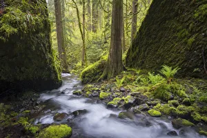 USA, Oregon. Spring view of Ruckle Creek in the Columbia River Gorge
