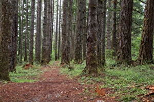 Images Dated 23rd June 2016: USA, Oregon, Springfield, Forest path, Fall Creek Lake