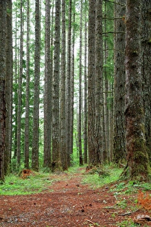 Images Dated 6th July 2024: USA, Oregon, Springfield, Forest path, Fall Creek Lake