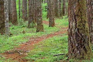 Images Dated 6th July 2024: USA, Oregon, Springfield, Forest path, Fall Creek Lake