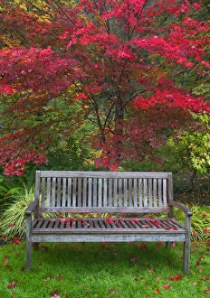 Bench Prints: USA, Oregon, Steamboat Inn. Garden bench and Japanese maple tree