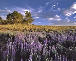 Harney County Prints: USA, Oregon, Steens Mountain. Lupine fill Whorehouse Meadow on Steens Mountain in southeast Oregon