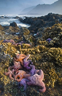 Tide Pool Prints: USA, Oregon, Strawberry Hill. Starfish exposed at low morning tide on coast