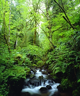 High Prints: USA, Oregon, A Stream in an Old Growth Forest