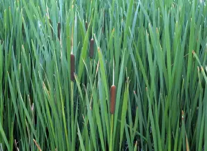 Cattail Prints: USA, Oregon, Summer Lake. Common cattails survive among the reeds in Summer Lake, Oregon