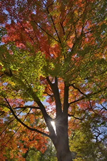 Prints of USA, Oregon. Sun rays on red maple tree Images Dated 2020 May: USA, Oregon. Sun rays on red maple tree